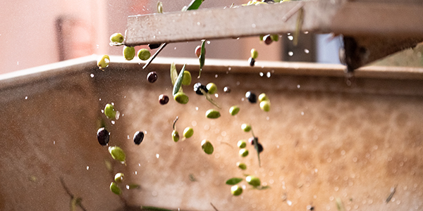 Raccolta olive nelle campagne salentine